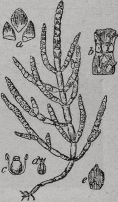 Солянка (Salicornia herbacea) Солянка (Salicornia herbacea)