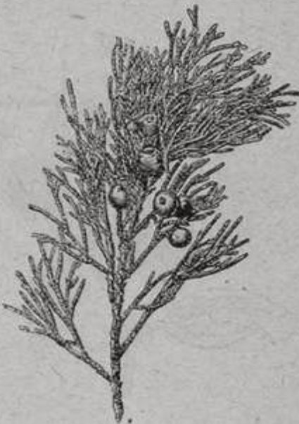 Ветка древовидного можжевельника (Juniperus excelsa) Ветка древовидного можжевельника (Juniperus excelsa)