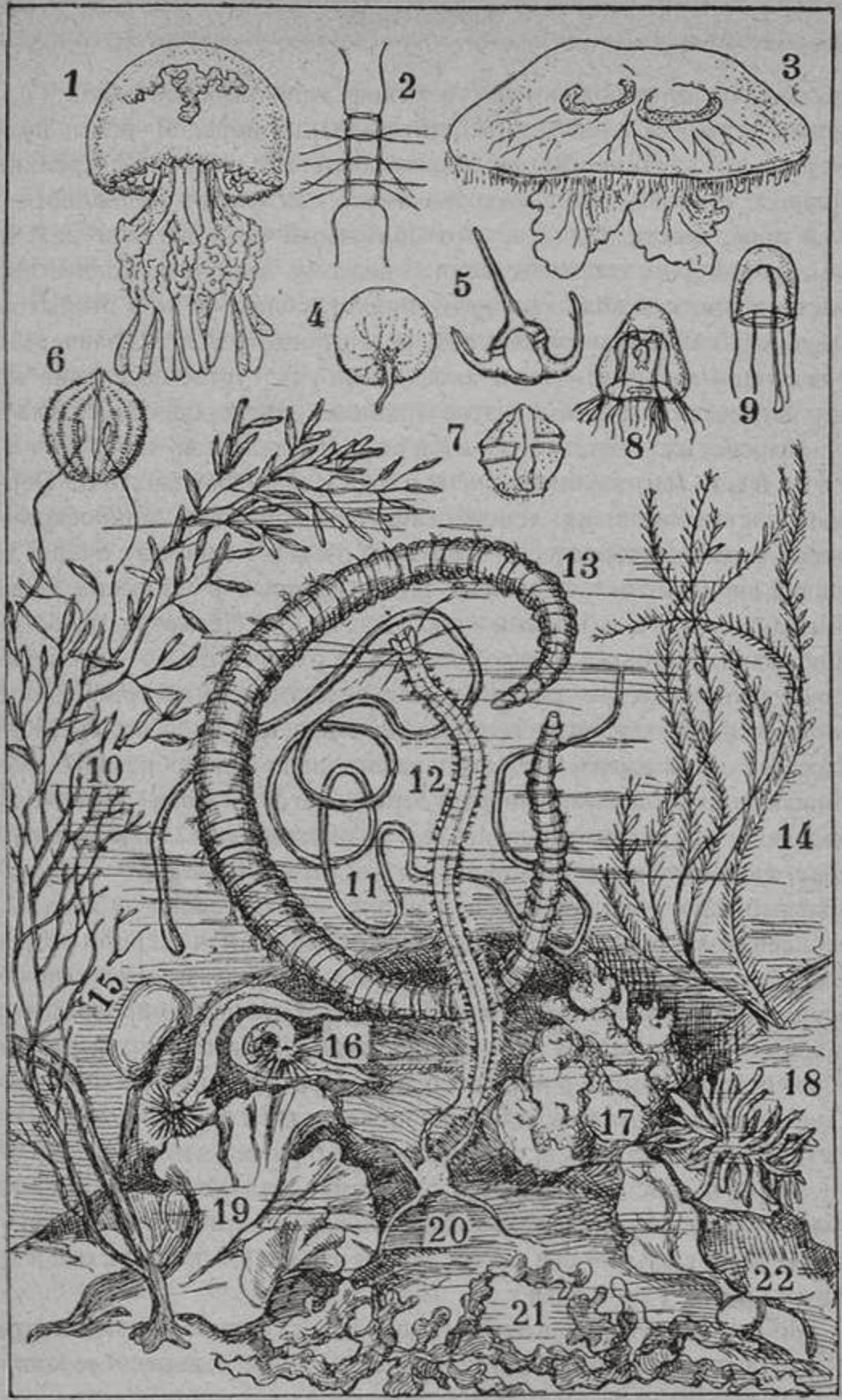 Типичные животные Черного моря (по С.А. Зернову). Объяснение рисунков. 1. Медуза корнерот — Pilema pulmo Haeck. 2. Планктонная диатомовая водоросль хэтоцерос — Chaetoceros. 3. Медуза ушастая аврелия — Aurelia aurita M. Edw. 4. Ночесвет или ноктилюка — Noctihica miliaris Ehrb. 5. Перидиниевая водоросль церациум — Ceratium tripos. 6. Ктенофора или ребровик плейробранхия — Pleurobranchia pileus Fabr. 7. Перидиниевая водоросль гониавлакс — Gonyaulax polyedra Stein. 8. Медуза раткеа — Rathkea blumenbachii Rathke. 9. Медуза сарсия — Sarsia tubulosa Forbs. 10. Бурая водоросль цистозира — Cystoseira barbata L. 11. Немертина — Eunemertes gracilis Johnst. 12. Червь нереида — Nereis diversicolor Müll. 13. Червь пескожил — Arenicola grubii Clap. 14. Гидроид аглаофения — Aglaоphenia pluma Lmc. 15. Губка суберитес — Suberites domuncula, Schmidt. 16. Трубчатый червь — Potamoceros triquetroides Panc. 17. Кремневая губка халихондрия — Halichondria grossa Schmidt. 18. Актиния, морской анемон — Actinia equina L. 19. Зеленая водоросль морской салат — Ulva lactuca L. 20. Амфиура — Amphiura florifera Frbs. 21. Красная водоросль — Phyllophora rubens Grev. 22. Зеленая водоросль энтероморфа — Enteromorpha. Примечание. Рисунки № № 2, 4, 5, 7 изображают собою животных, почти невидимых невооруженным глазом Типичные животные Черного моря (по С.А. Зернову). Объяснение рисунков. 1. Медуза корнерот — Pilema pulmo Haeck. 2. Планктонная диатомовая водоросль хэтоцерос — Chaetoceros. 3. Медуза ушастая аврелия — Aurelia aurita M. Edw. 4. Ночесвет или ноктилюка — Noctihica miliaris Ehrb. 5. Перидиниевая водоросль церациум — Ceratium tripos. 6. Ктенофора или ребровик плейробранхия — Pleurobranchia pileus Fabr. 7. Перидиниевая водоросль гониавлакс — Gonyaulax polyedra Stein. 8. Медуза раткеа — Rathkea blumenbachii Rathke. 9. Медуза сарсия — Sarsia tubulosa Forbs. 10. Бурая водоросль цистозира — Cystoseira barbata L. 11. Немертина — Eunemertes gracilis Johnst. 12. Червь нереида — Nereis diversicolor Müll. 13. Червь пескожил — Arenicola grubii Clap. 14. Гидроид аглаофения — Aglaоphenia pluma Lmc. 15. Губка суберитес — Suberites domuncula, Schmidt. 16. Трубчатый червь — Potamoceros triquetroides Panc. 17. Кремневая губка халихондрия — Halichondria grossa Schmidt. 18. Актиния, морской анемон — Actinia equina L. 19. Зеленая водоросль морской салат — Ulva lactuca L. 20. Амфиура — Amphiura florifera Frbs. 21. Красная водоросль — Phyllophora rubens Grev. 22. Зеленая водоросль энтероморфа — Enteromorpha. Примечание. Рисунки № № 2, 4, 5, 7 изображают собою животных, почти невидимых невооруженным глазом