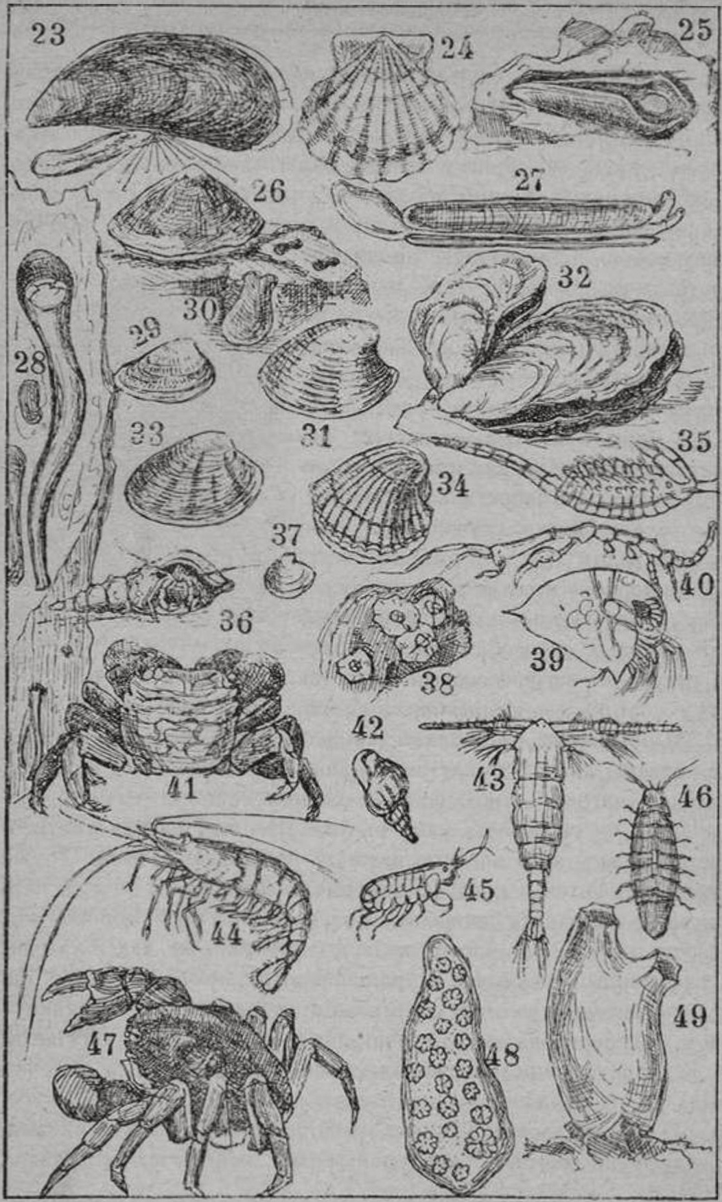 Типичные животные Черного моря (по С.А. Зернову). Объяснение рисунков. 23. Мидия, ракушник съедобный — Mytilus galloprovincialis L. 24. Морской гребешок — Pecten ponticus B. D. D. 25. Фолада — Pholas dactylus L. 26. Питалида, блюдечко — Patella pontica. Mil. 27. Солен, черенок — Solen vagina L. 28. Корабельный червь — Teredo navalis L. 29. Сверлящий моллюск петриколя — Petricola lithophaga Retz. 30. Нора петриколи (см. № 29). 31. Венус — Venus gallina L. 32. Устрица — Ostrea taurica Kryn. 33. Тапес — Tapes rugatus B. D. D. 34. Кардиум, сердцевидка — Cardium edule. 35. Артемия, соляная матка — Artemia salina Leach.; около l,5 сантиметра длиной, временами заполняет все соленые озера. 36. Рак-отшельник — Diogenes varians Hell. 37. Гульдия — Goiildia minima. 38. Морской желудь — Balanus improvisus Darw. 39. Ветвистоусый рачек подон — Podon 40. Морская коза — Caprella. 41. Мраморный краб — Pachygrapsus marmoratus Simps. 42. Насса — Nassa reticulata L. 43. Веслоногий рачек сем. — Copepoda. 44. Креветка — Leander. 45. Гаммарус, морская блоха — Orchestia. 46. Морской таракан — Idotea tricuspidata. 47. Травяной краб — Carcinus moenas L. 48. Ботриллюс — Botryllus schlosseri Sav. 49. Асцидия — оболочник — Ascidiella aspersa Müll. Примечание. Рисунки № № 39, 43 изображают собою животных, почти невидных невооруженным глазом Типичные животные Черного моря (по С.А. Зернову). Объяснение рисунков. 23. Мидия, ракушник съедобный — Mytilus galloprovincialis L. 24. Морской гребешок — Pecten ponticus B. D. D. 25. Фолада — Pholas dactylus L. 26. Питалида, блюдечко — Patella pontica. Mil. 27. Солен, черенок — Solen vagina L. 28. Корабельный червь — Teredo navalis L. 29. Сверлящий моллюск петриколя — Petricola lithophaga Retz. 30. Нора петриколи (см. № 29). 31. Венус — Venus gallina L. 32. Устрица — Ostrea taurica Kryn. 33. Тапес — Tapes rugatus B. D. D. 34. Кардиум, сердцевидка — Cardium edule. 35. Артемия, соляная матка — Artemia salina Leach.; около l,5 сантиметра длиной, временами заполняет все соленые озера. 36. Рак-отшельник — Diogenes varians Hell. 37. Гульдия — Goiildia minima. 38. Морской желудь — Balanus improvisus Darw. 39. Ветвистоусый рачек подон — Podon 40. Морская коза — Caprella. 41. Мраморный краб — Pachygrapsus marmoratus Simps. 42. Насса — Nassa reticulata L. 43. Веслоногий рачек сем. — Copepoda. 44. Креветка — Leander. 45. Гаммарус, морская блоха — Orchestia. 46. Морской таракан — Idotea tricuspidata. 47. Травяной краб — Carcinus moenas L. 48. Ботриллюс — Botryllus schlosseri Sav. 49. Асцидия — оболочник — Ascidiella aspersa Müll. Примечание. Рисунки № № 39, 43 изображают собою животных, почти невидных невооруженным глазом