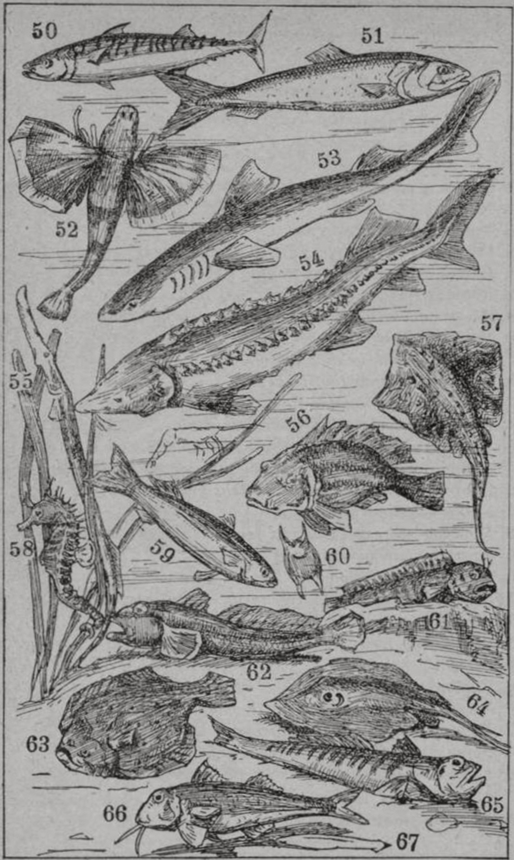 Типичные животные Черного моря (по С.А. Зернову). Объяснение рисунков. 50. Скумбрия, баламут — Scomber scomber L. 51. Сельд. сем. — Clupeidae. 52. Морской петух — Trigla hirundo B 1. 53. Акула катран или морская собака — Acanthias vulgaris Risso. 54. Белуга — Huso huso L. 55. Морская игла — Syngnathus sp. 56. Рулена, из зеленушек — Crenilabrus pavo Вrün. 57. Морская лисица, скат — Raja clavata L. 58. Морской конек — Hippocampus brevirostris Cuv. 59. Кефаль сем. — Mugilidae. 60. Яйцо ската, морской лисицы (рис. 57). 61. Морская собачка сем. — Blenniidae. 62. Бычек сем. — Gobiidae. 63. Камбала — Bothus maeoticus Pall. 64. Морской кот, скат — Trygon pastinaca Cuv. 65. Морской скорпион — Trachinus draco L. 66. Султанка или барбуня — Mullus barbatus L. 67. Амфиоксус (контур) — Amphioxus lancolatus Jarr Типичные животные Черного моря (по С.А. Зернову). Объяснение рисунков. 50. Скумбрия, баламут — Scomber scomber L. 51. Сельд. сем. — Clupeidae. 52. Морской петух — Trigla hirundo B 1. 53. Акула катран или морская собака — Acanthias vulgaris Risso. 54. Белуга — Huso huso L. 55. Морская игла — Syngnathus sp. 56. Рулена, из зеленушек — Crenilabrus pavo Вrün. 57. Морская лисица, скат — Raja clavata L. 58. Морской конек — Hippocampus brevirostris Cuv. 59. Кефаль сем. — Mugilidae. 60. Яйцо ската, морской лисицы (рис. 57). 61. Морская собачка сем. — Blenniidae. 62. Бычек сем. — Gobiidae. 63. Камбала — Bothus maeoticus Pall. 64. Морской кот, скат — Trygon pastinaca Cuv. 65. Морской скорпион — Trachinus draco L. 66. Султанка или барбуня — Mullus barbatus L. 67. Амфиоксус (контур) — Amphioxus lancolatus Jarr