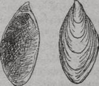 Ископаемый моллюск — Dreissensia rostriformis из глубинных осадков Черного моря Ископаемый моллюск — Dreissensia rostriformis из глубинных осадков Черного моря